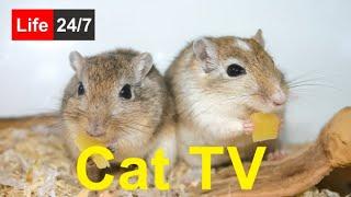 Cat TV  ⭐ Cute cute mice in mouse town ⭐