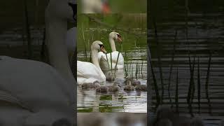 Swan cygnets navigating reed bed on their first ever swim 