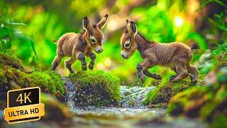 Lovely Cute Animals 4K  Relaxing Music That Instant Relief from Stress and Anxiety