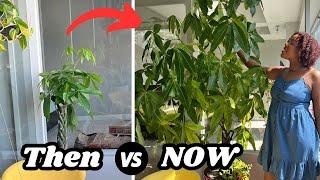 How To Grow A 8Ft Tall Money Tree Plant FAST