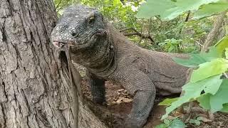 #Part2...komodo dragon swallows the Carcass of the turtle