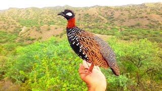 Teetar ki awaz  Kala Teetar Awaz  Teetar  Kaly Teetar Ki Awaaz  Black partridge