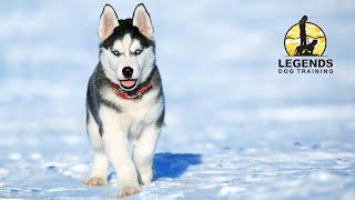 Siberian Husky Puppy Leash Training