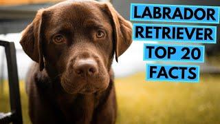 Labrador Retriever - TOP 20 Interesting Facts