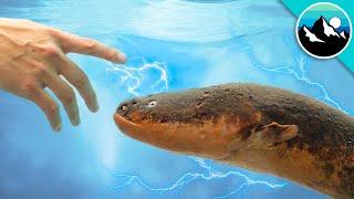 Shocked by an Electric Eel