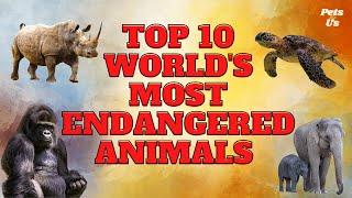 Top 10 Worlds Most Endangered Animals  2023  Most Endangered Species 2022  Pets and Us