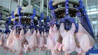 Modern Ultra Chicken Meat Processing Factory  Amazing Food Processing Machines