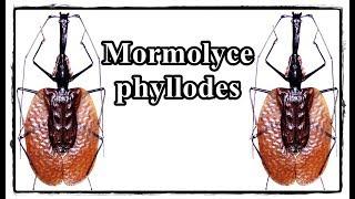 Mormolyce phyllodes - Präparation  Mounting