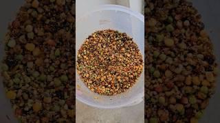 Special mixture for my birds. Agapornis roseicollis & Ring necks #africanlovebird #ringneckparrot