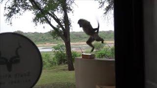 Hilarious - Baboon surprised by rubber snake