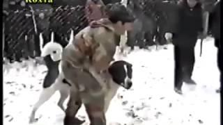 Собачьи бои Рамзан Кадыров