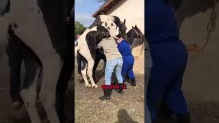 super Murrah Horse mating and breeding short video