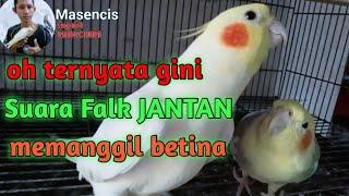 Suara Parkit Australia jantan memanggil betina