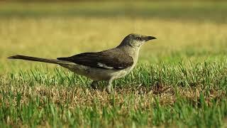 Northern Mockingbird Mimus polyglottos