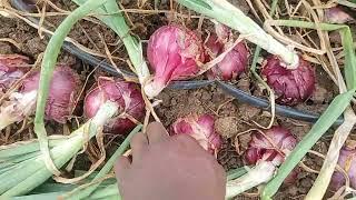 HOW TO MAKE A MILLION FROM AN ACRE OF ONIONS