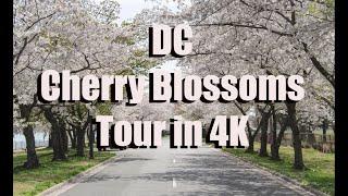 Driving Through the  DC Cherry Blossoms at East Potomac Park
