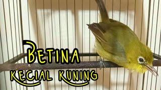 Kecial Kuning Betina Manggil Jantan Pintar Menaikan Birahi  Bikin Kecial Kuning Gacor