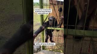 bisita sa kalahi ni samantha sa el rancho #shorts #short #chimpanzee