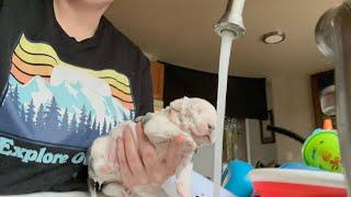 GROOMING 2 WEEK OLD PIT BULL PUPPIES