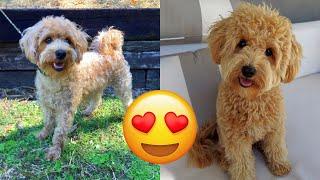 Schnoodle — Cute And Hilarious Videos And Tik Toks Compilation