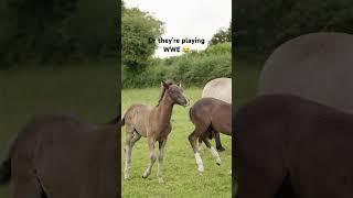 Foal attacks