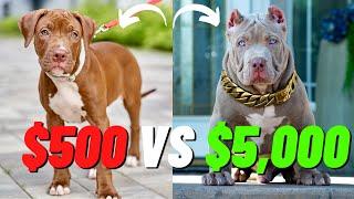The Truth About Cheap vs Expensive Pit Bulls Is the Price Worth It?