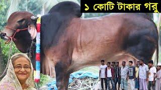 হাট কাঁপানো সেরা ৫টি গরু পর্ব-০৫  গরুটিকে দেখলে অজ্ঞান হয়ে যাবেন   SCIENCE BD