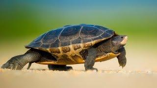 GeoCaching Series – Hidden Creatures – Turtle Race