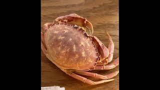Science at the Skansie House - Kelp Crab Molt