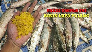 VARIAN RASA UMPAN‼️YANG PALING DI SUKAI OLEH IKAN BELANAK