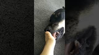 Dog lick feet