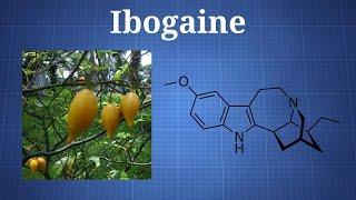 Ibogaine and Iboga What You Need To Know