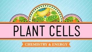 Plant Cells Crash Course Biology #6