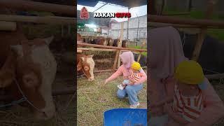 Pertama kali Azam lihat Sapi  #short #youtube