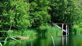 Landscape Pond Water Trees Free Stock Video Footage