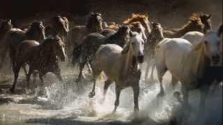 We are free - Hans zimmer  music FOR HORSES AND NATURE LOVERS 