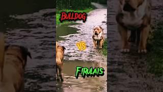 FIRULAIS Se ENFRENTA Con Un BULLDOG  NO CREERÁS lo que PASÓ   Bulldog Vs Firulais