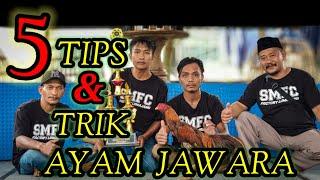 RAHASIA AYAM JAWARA SMFC