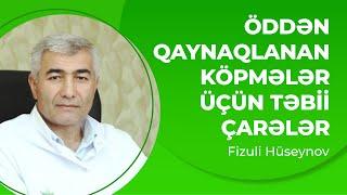 Öddən qaynaqlanan köpmələr üçün təbii çarələr Köpmənin təbii müalicəsi Ödün durulaşması