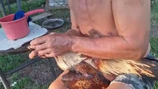 LAWAN SABUNG AYAM BELAKANG RUMAH