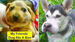 Funny Dogs Stung By Bees