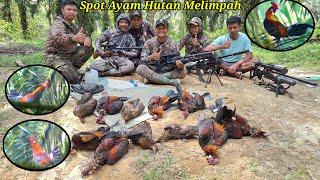 BERBURU AYAM HUTAN SAWIT Part 45  Ayamnya Dassyaaaat