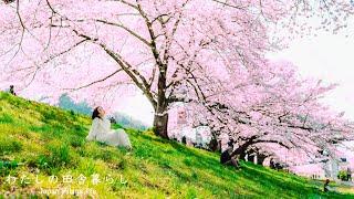 Cherry blossom season is finally here Come on everyone in Shibata-machi shibata-gun Miyagi  JAPAN