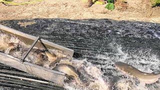 92624 HEAVY STOCKING OF BIG IMPERIAL CATFISH AT SANTA ANA RIVER LAKES