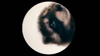 Pedro Raccoon Dancing Pedro Pedro Pedro Pe Song  Viral Raccoon Pedro Dance Video Meme