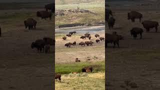 Whoo Hoo The Yellowstone Bison Rut Has Started  #yellowstonenationalpark #wildlife