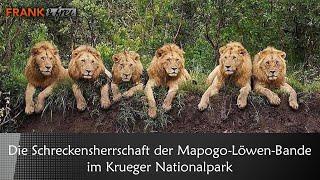 Die Schreckensherrschaft der Mapogo-Löwen-Bande im Krueger Nationalpark