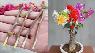 Bougainvillea Plant Grafting  Multi color Bougainvillea Grafting Method