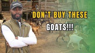 HOW AND WHERE TO GET QUALITY GOAT BREEDS FOR YOUR FARM AS A BEGINNER IN AFRICA