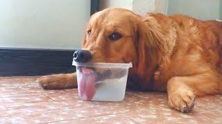 These Funniest Golden Retrievers will have you in Stitches  Funny dog videos 2024